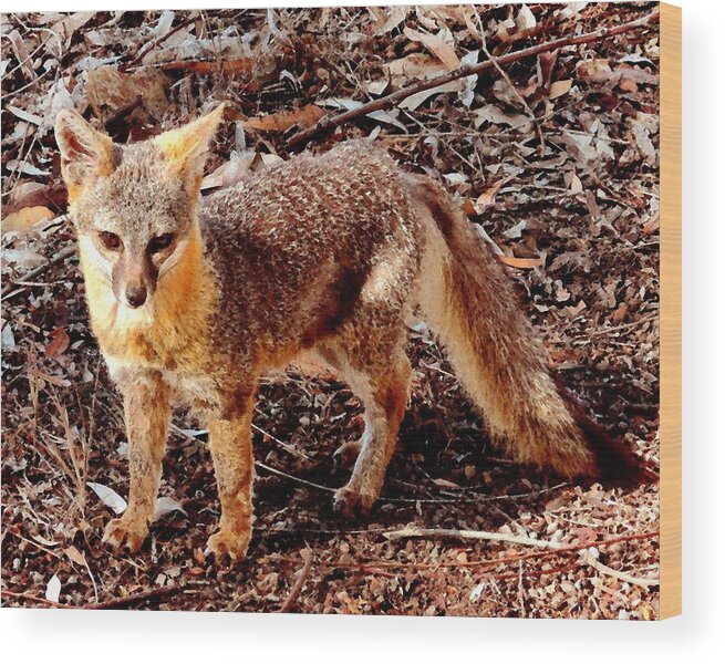 Fox Wood Print featuring the photograph Catalina Island Fox by Timothy Bulone