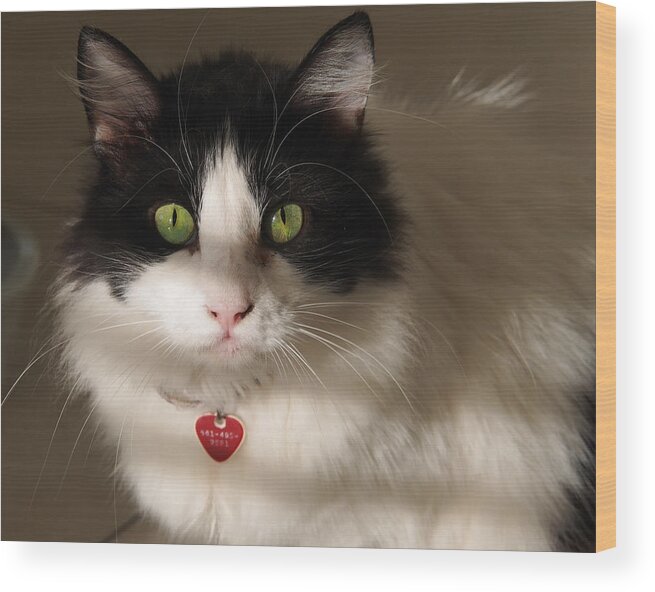 Karen Zuk Rosenblatt Art And Photography Wood Print featuring the photograph Cat's Eye by Karen Zuk Rosenblatt