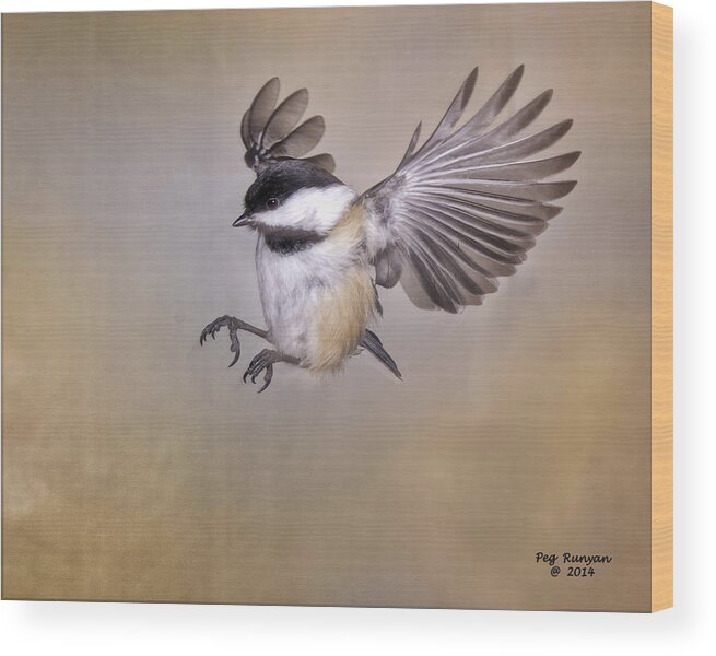 Chickadee In Flight Wood Print featuring the photograph Cheery Chickadee by Peg Runyan