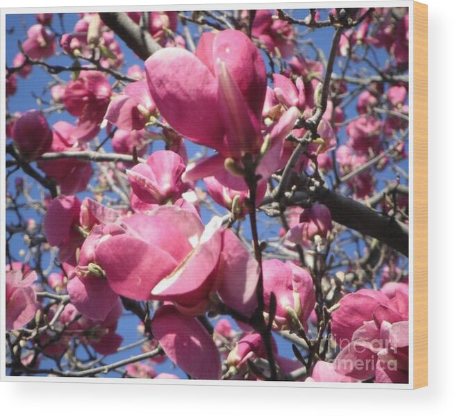 Spring Fling Wood Print featuring the photograph Spring Heart Blossoms by GJ Glorijean