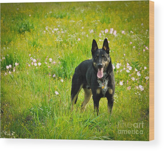 Dog Wood Print featuring the photograph Chester by Cheryl McClure