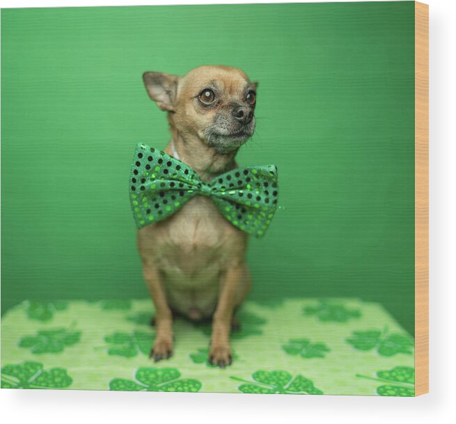 Chihuahua Wood Print featuring the photograph Chihuahua Wearing A Bowtie For St by Ian Ross Pettigrew