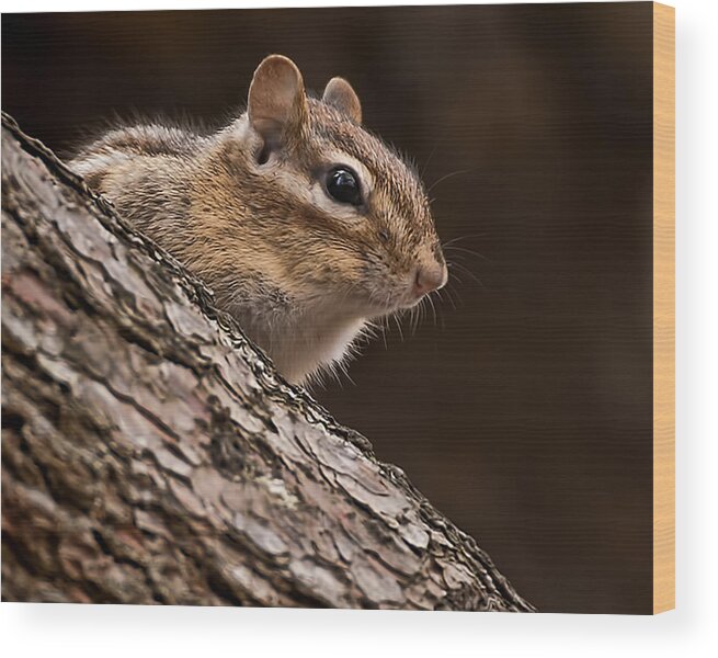 Chipmunk Wood Print featuring the photograph Chipmunk by Joe Granita