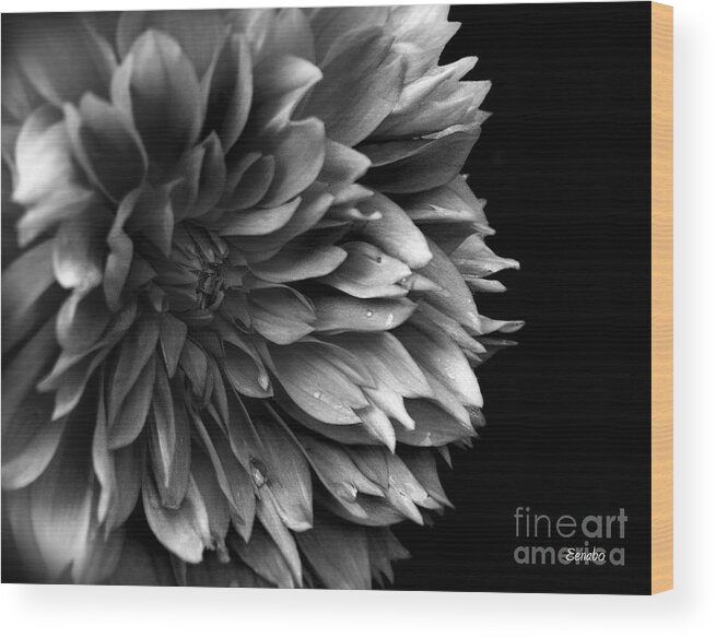 Black-and-white Wood Print featuring the photograph Chrysanthemum in Black and White by Eena Bo