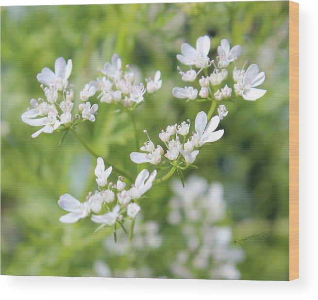 Cilantro Wood Print featuring the photograph Cilantro Flowers by Kume Bryant