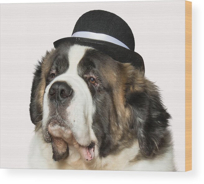 Wall Art Wood Print featuring the photograph Cole the St Bernard by Ron Roberts