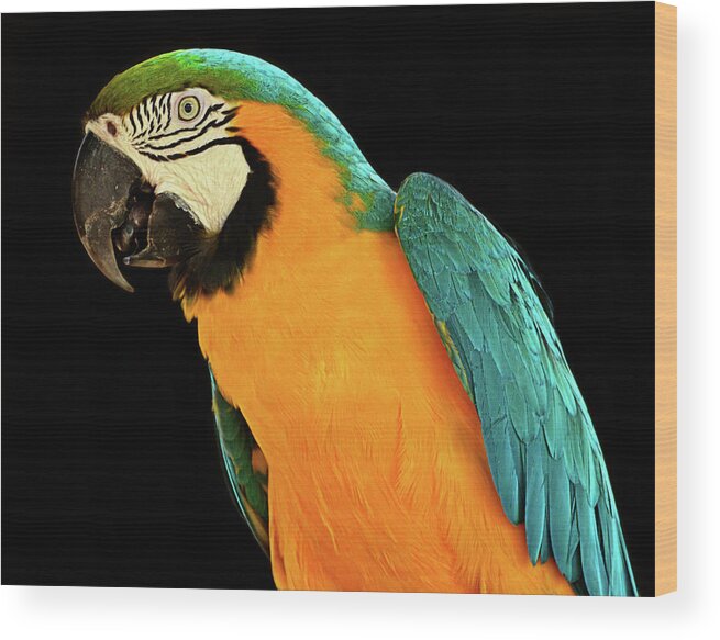 Macaw Wood Print featuring the photograph Colorful Macaw Bird by Jeff R Clow