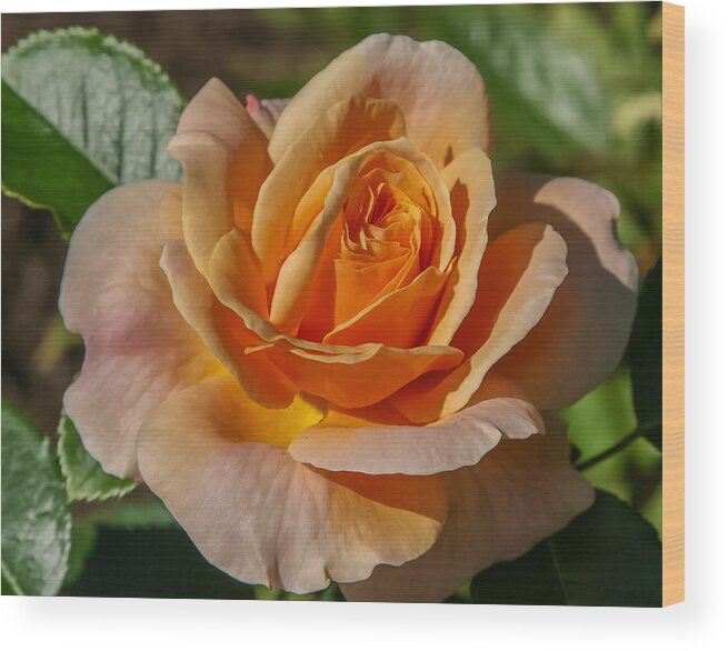 Flower Wood Print featuring the photograph Colorful rose by Jane Luxton