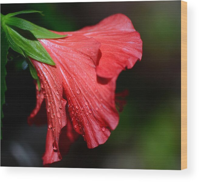 Red Hibiscus Wood Print featuring the photograph Colors of Love. Red Hibiscus Flower by Connie Fox