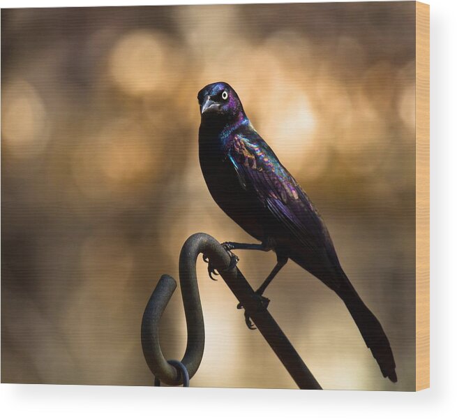 Common Grackle Wood Print featuring the photograph Common Grackle by Robert L Jackson