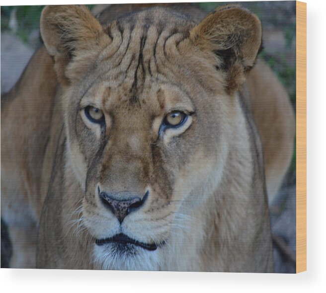 Lion Wood Print featuring the photograph Concerned Lioness by Maggy Marsh
