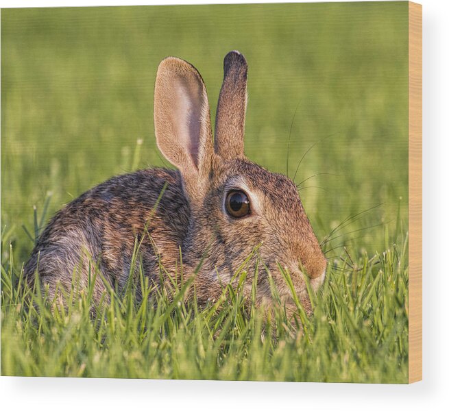 Kansas Wood Print featuring the photograph Cottontail by Rob Graham
