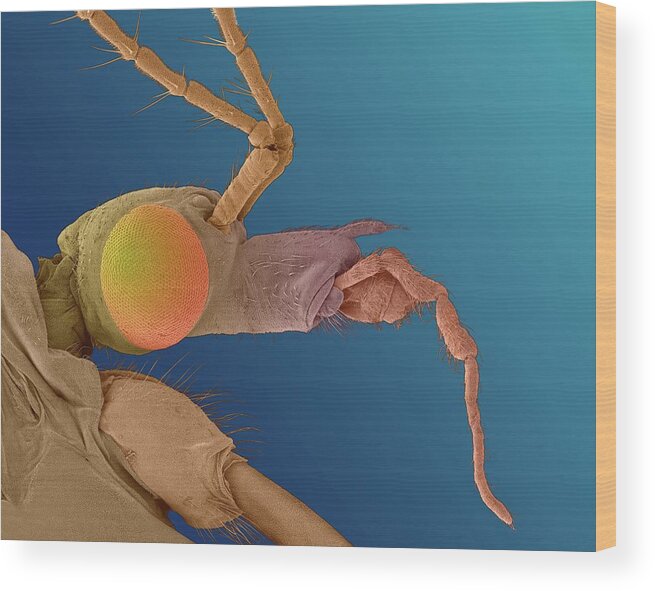 98102b Wood Print featuring the photograph Crane Fly -tipula Sp. by Dennis Kunkel Microscopy/science Photo Library