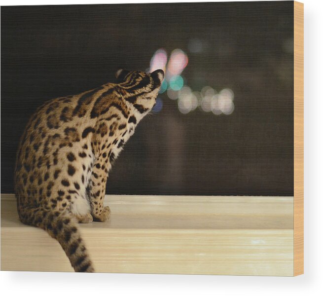 Animals Wood Print featuring the photograph Curious Cub by Laura Fasulo