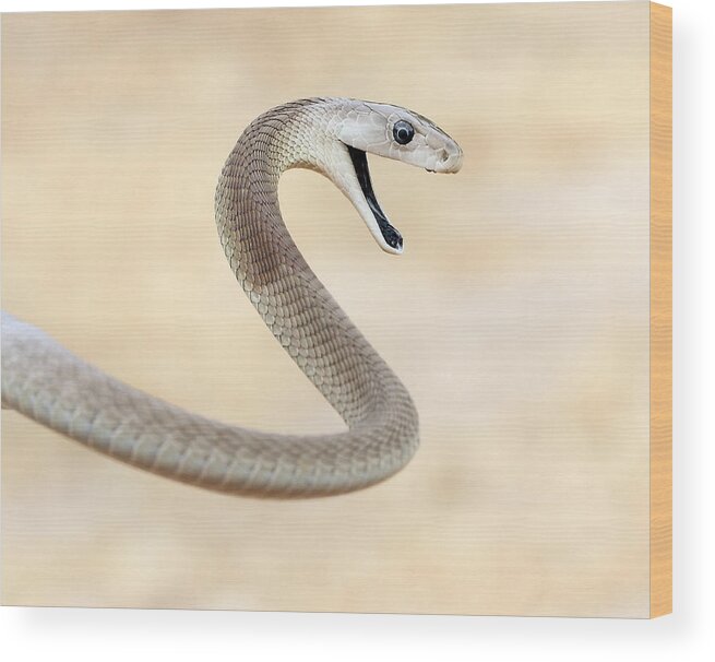 Animal Themes Wood Print featuring the photograph Curse of Black Mamba by Suebg1 Photography