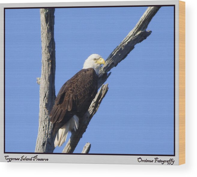 Lakemartinlouisiana Wood Print featuring the photograph Cypress Island Eagle by Kimo Fernandez
