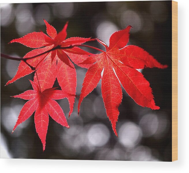 Maple Leaves Wood Print featuring the photograph Dancing Japanese Maple by Rona Black