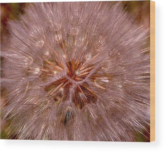 Dandelion Wood Print featuring the photograph Dandelion Fireworks by Rona Black