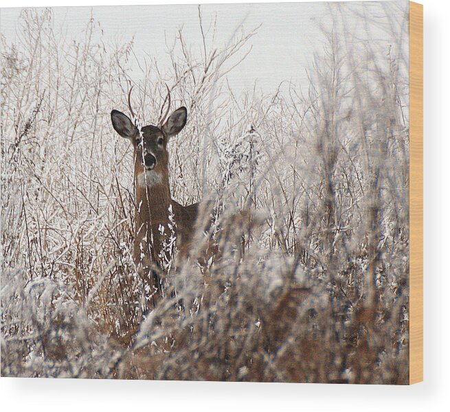 Wildlife Wood Print featuring the photograph Deer in Winter by William Selander