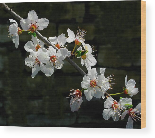 Flowers Wood Print featuring the photograph Delicata by Derek Dean