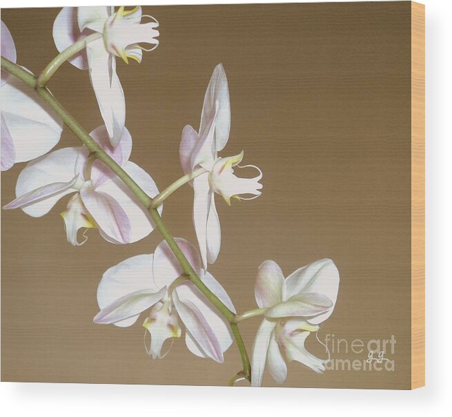 Orchid Wood Print featuring the photograph Delicate Display by Geri Glavis