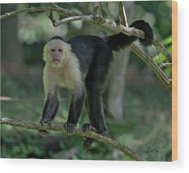 White-faced Capuchin Monkey Wood Print featuring the photograph Denizen Of The Rainforest by Larry Linton