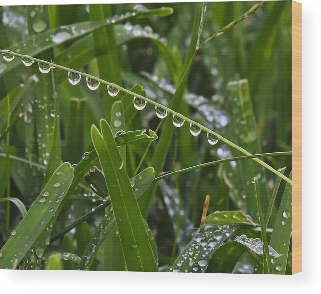 Macro Wood Print featuring the photograph Dew on the Grass by Betty Eich