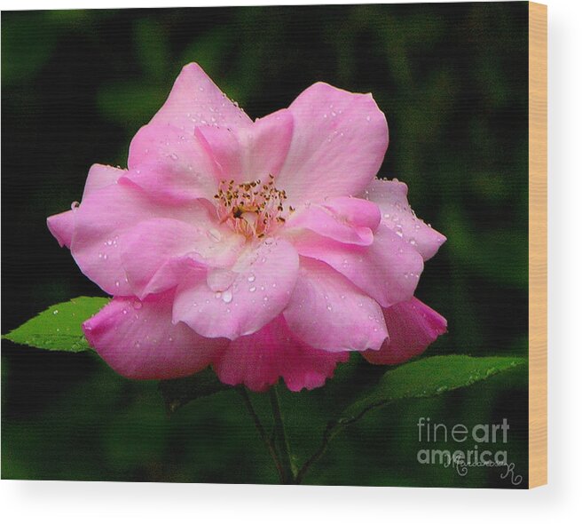 Flora Wood Print featuring the photograph Diamond-Studded Rose by Mariarosa Rockefeller