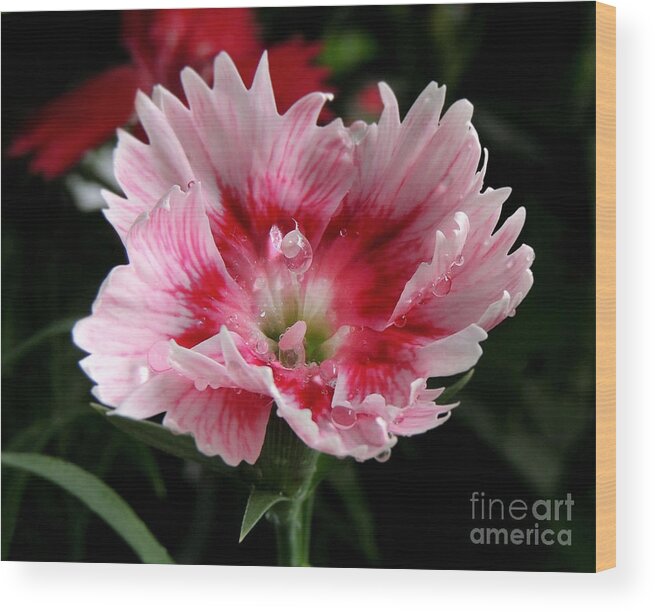 Dianthus Wood Print featuring the photograph Dianthus by Kristine Widney
