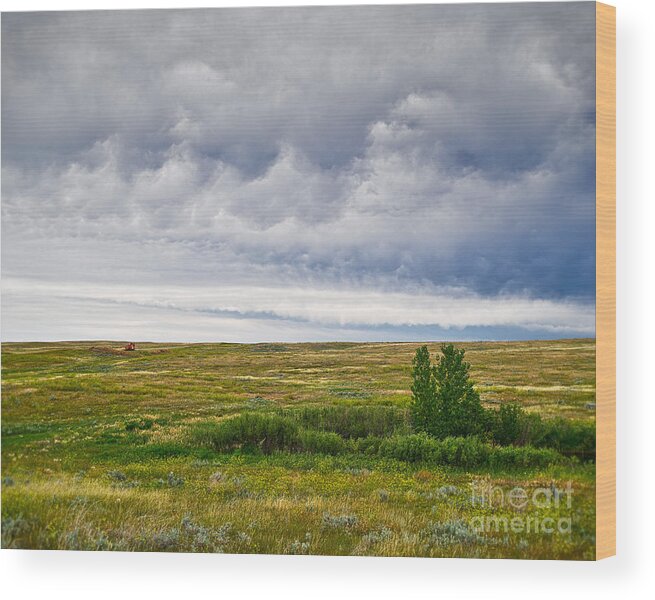 Prairie Wood Print featuring the photograph Digging the View by Royce Howland