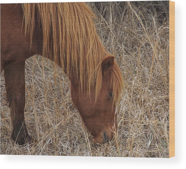 Assateague Wood Print featuring the photograph Dinner Time by Allan Levin