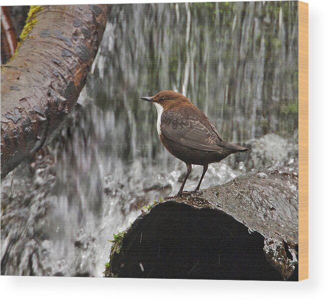 Dipper Wood Print featuring the photograph Dipper by Paul Scoullar