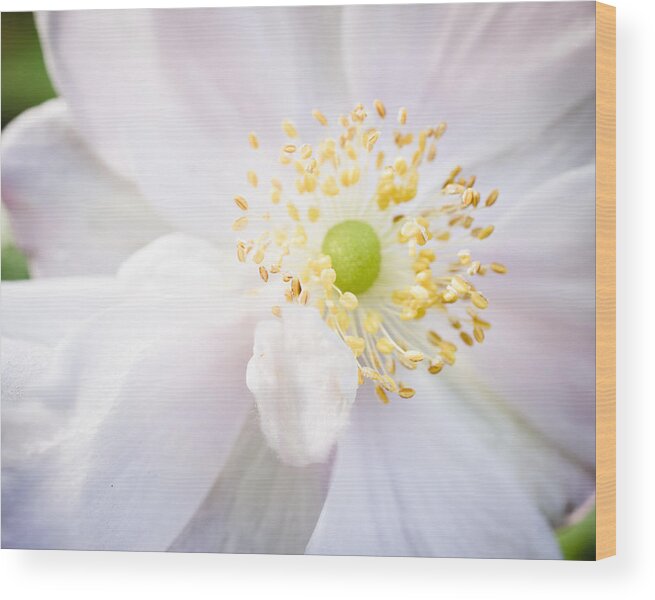 Colour Wood Print featuring the photograph Dreamy Anemone by Priya Ghose