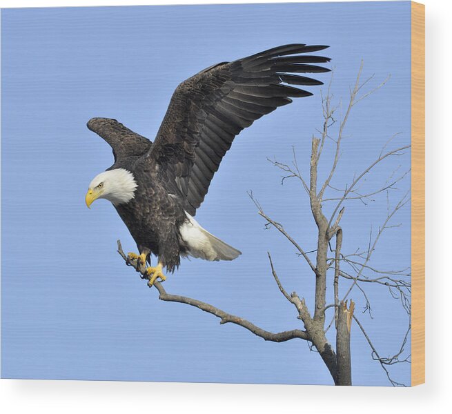 Bald Eagle Wood Print featuring the photograph Eagle Touchdown by Jason Loving
