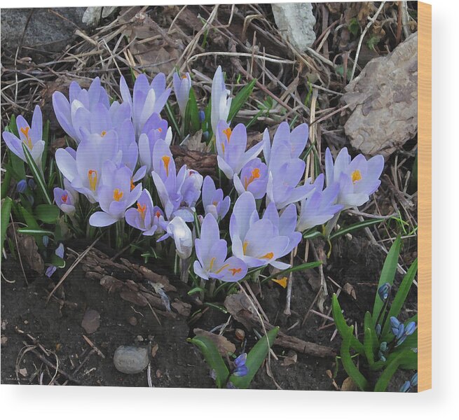 Crocus Wood Print featuring the photograph Early Crocuses by Donald S Hall