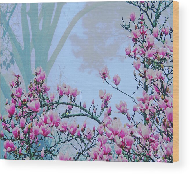 Japaneses Magnolia Wood Print featuring the digital art Early Spring Bloom by Lizi Beard-Ward