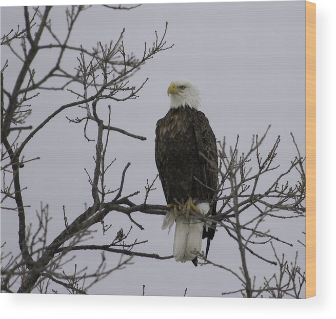 American Adult Bald Eagle Wood Print featuring the photograph East Side Eagle 3 by Thomas Young