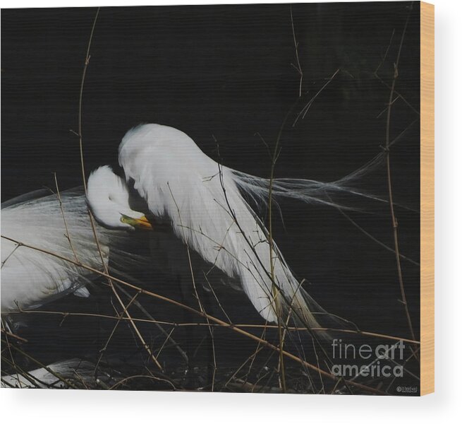 Egret Wood Print featuring the photograph Egret Bird City at Avery Island Louisiana by Lizi Beard-Ward
