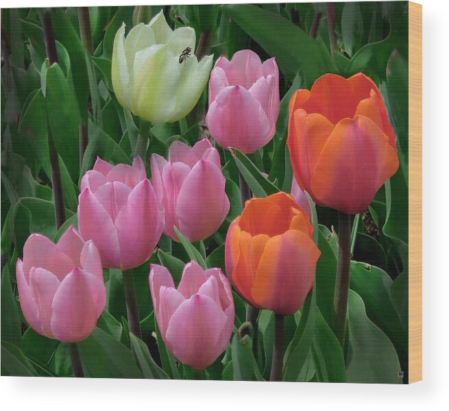 Tulips Wood Print featuring the photograph Eight Tulips and One Bee by Muriel Levison Goodwin