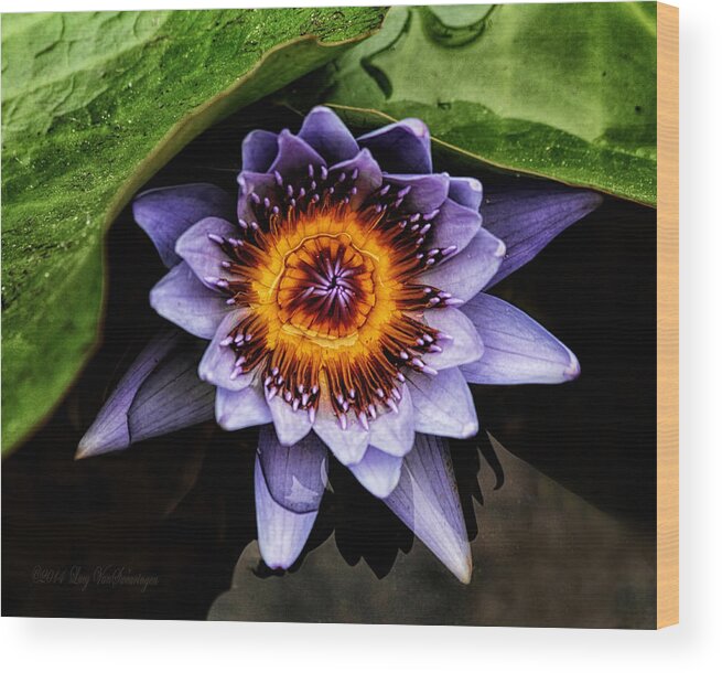 Flower Wood Print featuring the photograph Ethereal Beauty by Lucy VanSwearingen