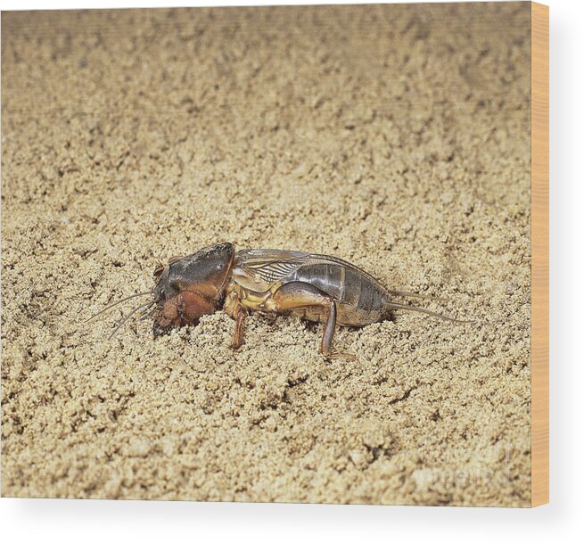 Mole Cricket Wood Print featuring the photograph European Mole Cricket by Bruno Roth