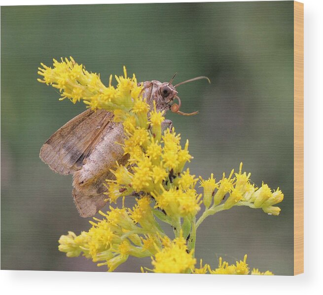 Noctua Pronuba Wood Print featuring the photograph European Yellow Underwing Moth by Doris Potter
