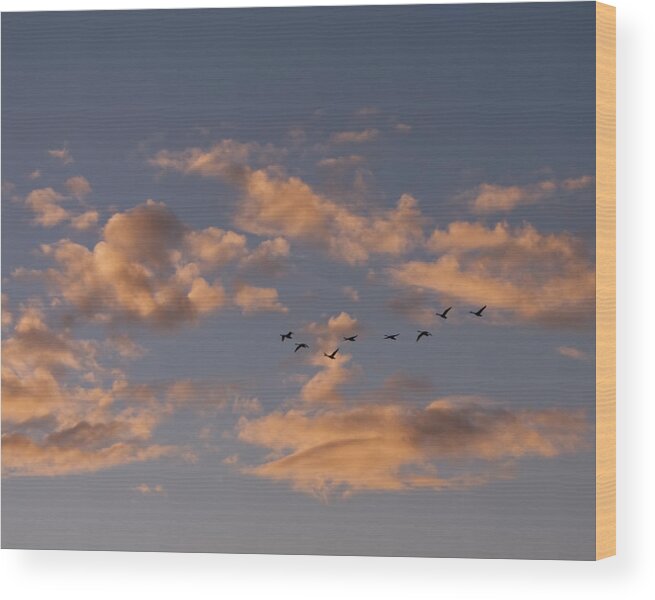 Landscape Wood Print featuring the photograph Evening Flight by Rhonda McDougall