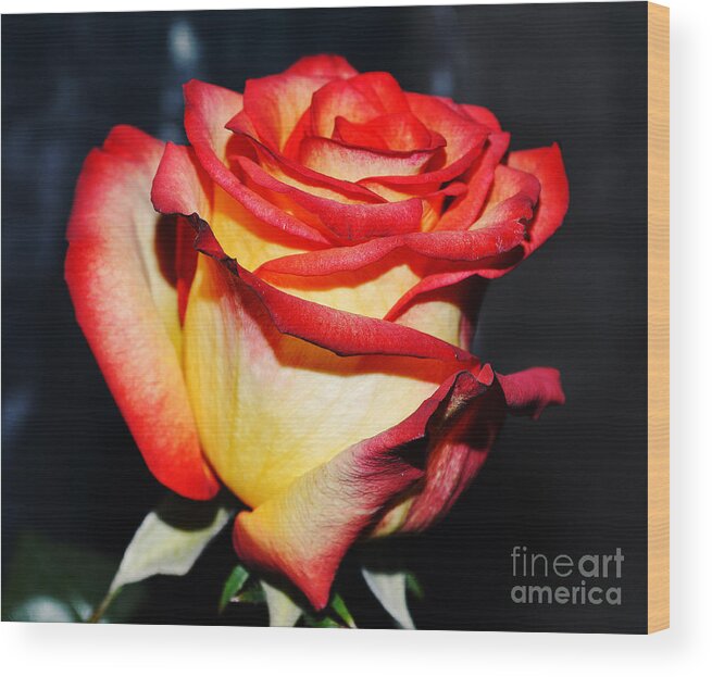 Rose Wood Print featuring the photograph Event rose 3 by Felicia Tica
