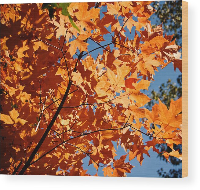 Fall Leaves Wood Print featuring the photograph Fall Colors 2 by Shane Kelly