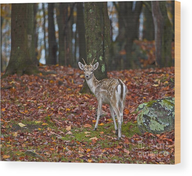 Nina Stavlund Wood Print featuring the photograph Fall Fairytale.. by Nina Stavlund