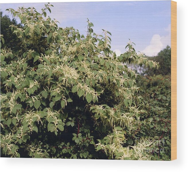 Polygonum Japonicum Wood Print featuring the photograph Fallopia Japonica by Maurice Nimmo