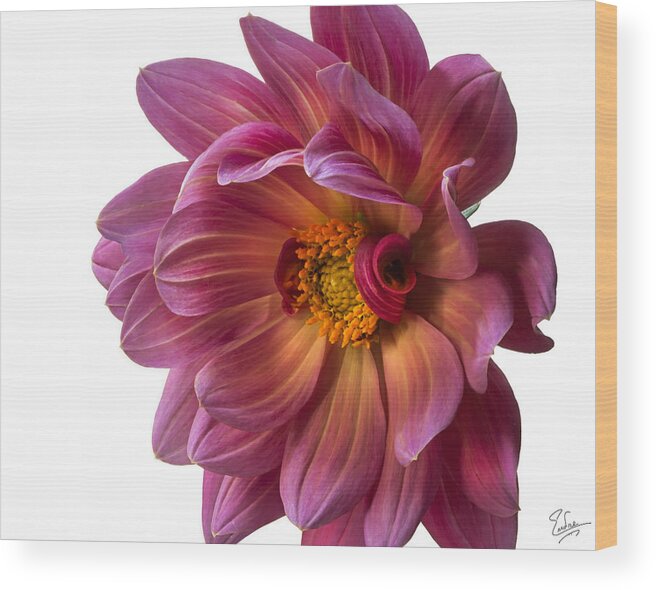 Flower Wood Print featuring the photograph Fancy Dahlia Closeup by Endre Balogh