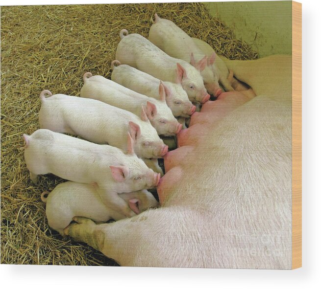 Pig Wood Print featuring the photograph Feeding the Family by Ann Horn