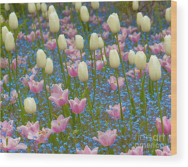 Bloom Wood Print featuring the photograph Field of Blooms by Sarah Crites